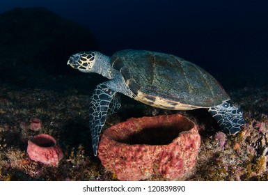 A Hawksbill Turtle Feeds On Aliwal Shoal