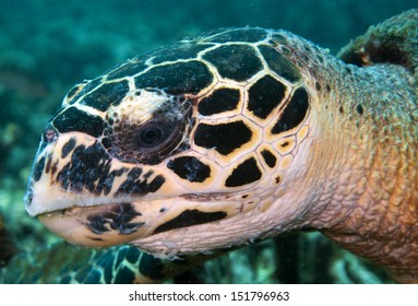 11,417 Hawksbill sea turtle Images, Stock Photos & Vectors | Shutterstock