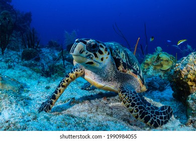 Hawksbill Turtle Next Some Sponge On Stock Photo 1990984055 | Shutterstock