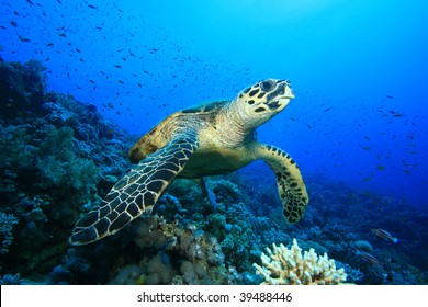 Hawksbill Turtle On A Coral Reef In The Red Sea