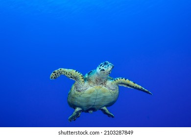 A Hawksbill Turtle Out In The Wide Open Ocean With Nothing But Tropical Blue Water All Around. This Little Guy Is On His Way To The Surface To Get Some Air