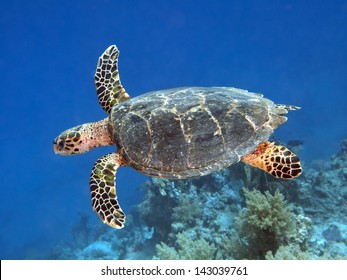 Hawksbill Turtle In Red Sea