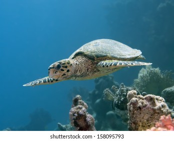 Hawksbill Turtle In Red Sea