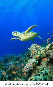 Hawksbill Turtle In The Red Sea