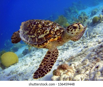 Hawksbill turtle swimming along tropical reef in the Caribbean, Bonaire - Shutterstock ID 136459448