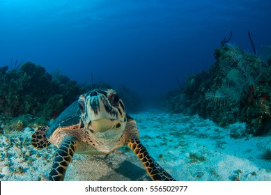 Hawksbill Turtle Swimming In The Blue Caribbean Sea. The Photo Was Taken By A Scuba Diver In Grand Cayman. The Turtle Lives In The Water And Gets His Food From The Coral Reef Below