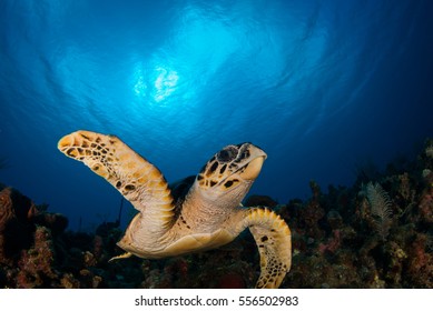 Hawksbill Turtle Swimming In The Blue Caribbean Sea. The Photo Was Taken By A Scuba Diver In Grand Cayman. The Turtle Lives In The Water And Gets His Food From The Coral Reef Below