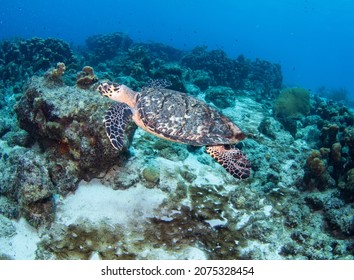 Hawksbill Turtle Swimming In The Caribbean Ocean Of Curaçao