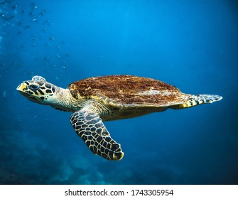 Photo Sea Cucumber Stock Photo Edit Now