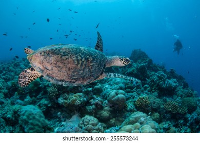 A Hawksbill Turtle Swims Over A Reef In The Republic Of Palau. This Endangered Species Is Still Hunted On Many Islands Throughout The World For Its Shell And Meat.