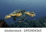  Hawksbill turtles isolated on background