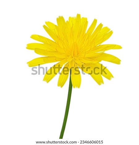 hawkweed flower on white background