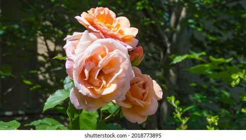 Haworth, Lancashire  UK - July 20th 2021: Beautiful Peach Coloured Rose In Sunshine
