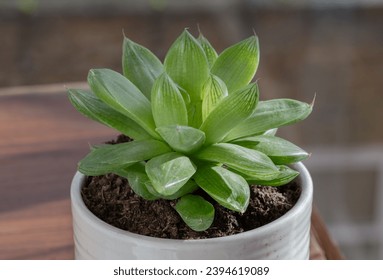 Haworthia cymbiformis (Cathedral Window Haworthia). Beautiful succulent perennial plant with simple fleshy leaves in ceramic pot, Background of natural green cactus flower, Space for text.