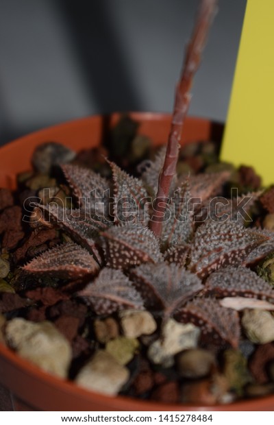 Haworthia Emelyae Var Major Cv Hakuma Stock Photo Edit Now 1415278484