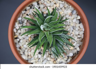 Haworthia Fasciata Zebra Plant Succulent in a Terracotta pot filled with stone top dressing. Shot from above with dark grey background. The plant is green with white stripes - Powered by Shutterstock