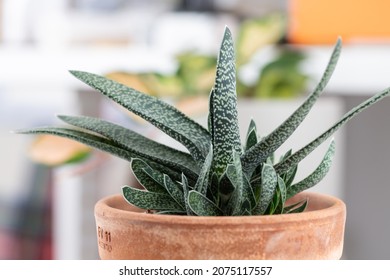 Haworthia Gasteria Ox Tongue in Terracotta Planter with Lots of Plant Babies - Shutterstock ID 2075117557
