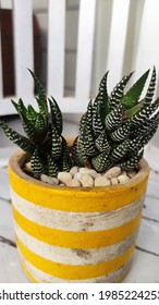 Haworthia Ia A Small Succulent Plant With Two Green Back Drop On The White Yellow Pot 