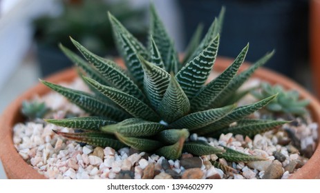 Haworthia limifolia cactus in terracotta pot full with pebbles.Small cactus in pot full with pebbles.Haworthia limifolia in pot. - Powered by Shutterstock