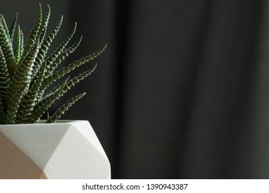 Haworthia succulent in concrete white pot closeup background