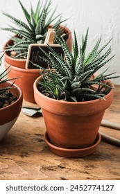 Haworthia succulent plant in a small terracotta pot.