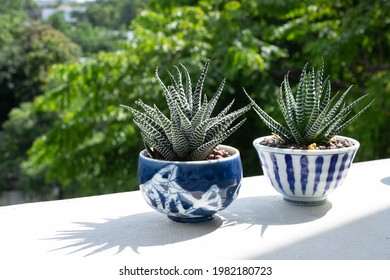 Haworthia succulents grow in the Japanese tea cup.