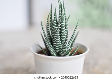 Haworthia Zebra Succulent Plant in White Pot