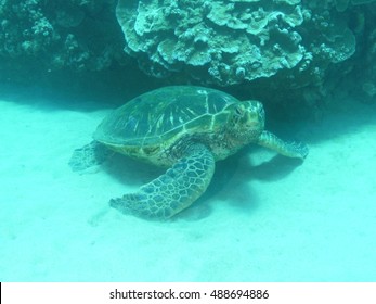 Hawskbill sea turtle swimming underwater.
