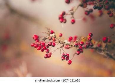 Hawthorn Berries Are Covered With Hoarfrost. Winter Garden. Simple Blue Background And Copy Space.