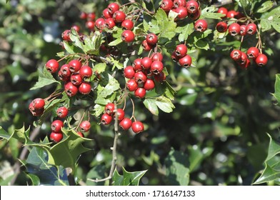 Hawthorn Berries In The Hedgerow In Autumn 