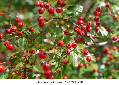 Hawthorn Berries Red Hawthorn Berries On Stock Photo 1267338778 ...