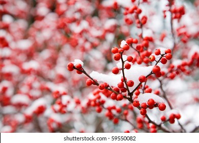 Hawthorn berries under snow