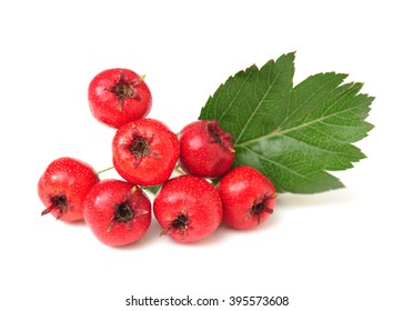 Hawthorn Berry