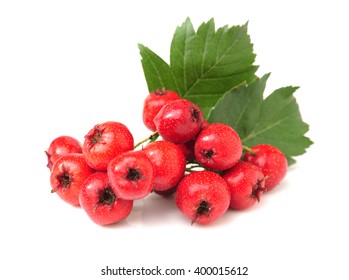 Hawthorn Berry