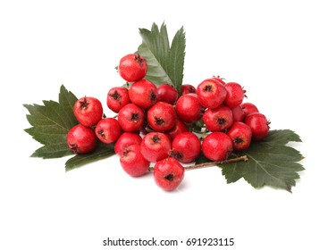 Hawthorn Berry 