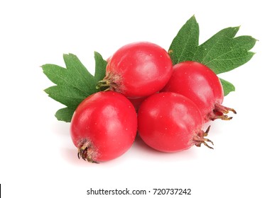 Hawthorn Berry With Leaf Isolated On White Background Close-up