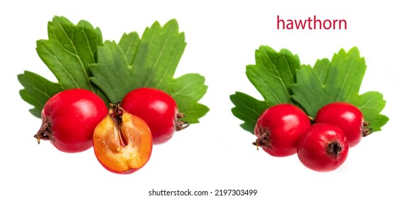 Hawthorn Berry With Leaf And Slice Berry Isolated On White Background Close-up.