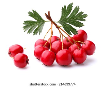 Hawthorn Berry With Leaves