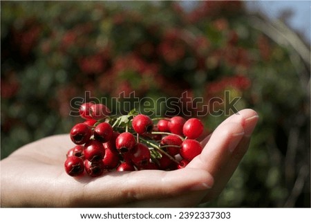 Hawthorn berry woman hand cutting with a secateur scissor for making herbal tea for drinking in winter. Herbal tea healthy drink alternative medicine concept.