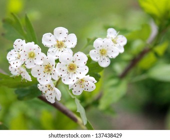 Hawthorn Blossom