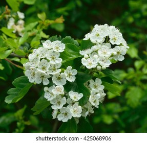 Hawthorn Blossom.