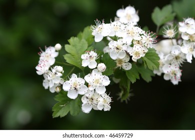 Hawthorn Blossom