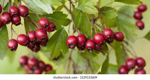 hawthorn branch with beautiful foliage and ripe red berries - Shutterstock ID 1529153609