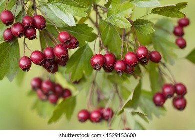 hawthorn branch with beautiful openwork foliage and ripe red berries - Shutterstock ID 1529153600
