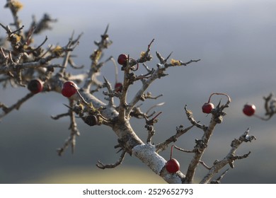 hawthorn branch, hawthorn berries, red berries, hawthorn, nature, botanical, autumn, wild berries, foliage, leaves, close up, natural, plant, medicinal plant, outdoors, organic, shrub, ripe berries, s - Powered by Shutterstock