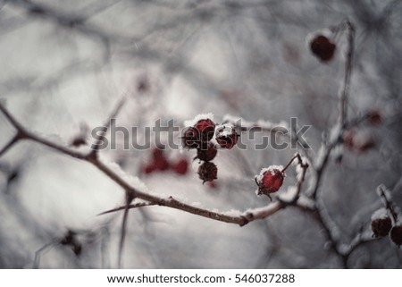 Similar – Image, Stock Photo Last fruits Environment