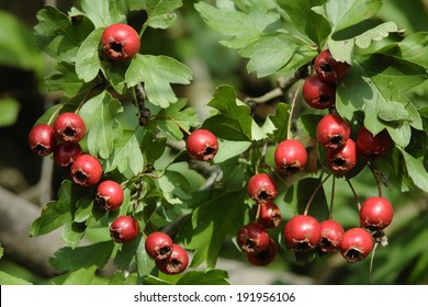 Hawthorn, Crataegus Monogyna