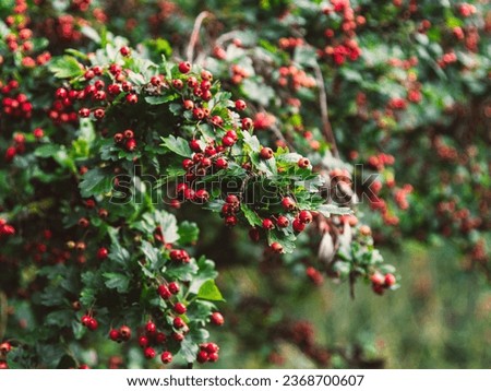 Hawthorn Crataegus monogyna bush with red berries. Selective focus
