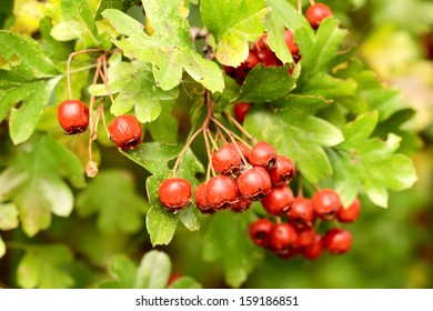 Hawthorn (Crataegus Monogyna) Fruits