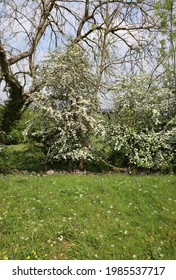 Hawthorn Hedge In Bloom, Derbyshire England
